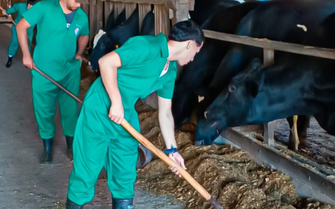 Estudiantes de la carrera de Medicina Veterinaria realizaron prácticas de organización y manejo de tambo